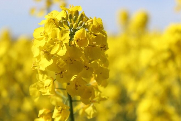 
Украина стала второй на мировом рынке по экспорту рапса: куда продавали продукцию
