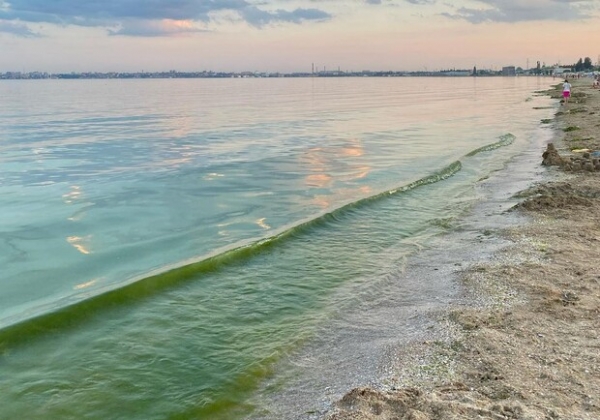 Болото из водорослей: узнай, можно ли сейчас купаться на одесских пляжах