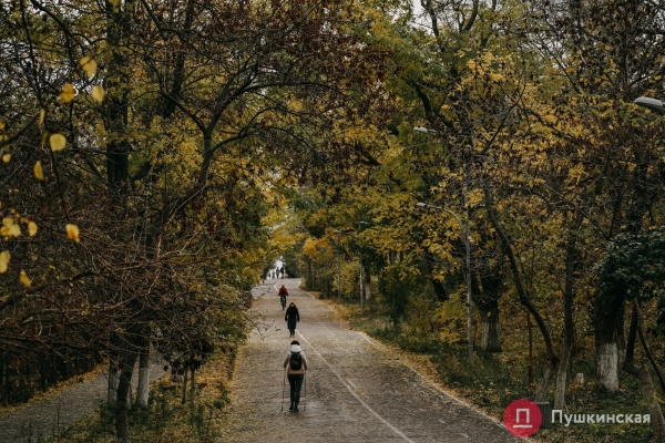 «Зеленые легкие» Одессы: зачем городу деревья и кто за них в ответе