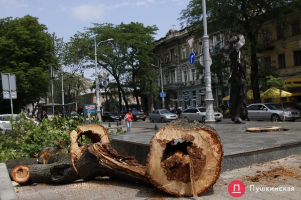 «Зеленые легкие» Одессы: зачем городу деревья и кто за них в ответе