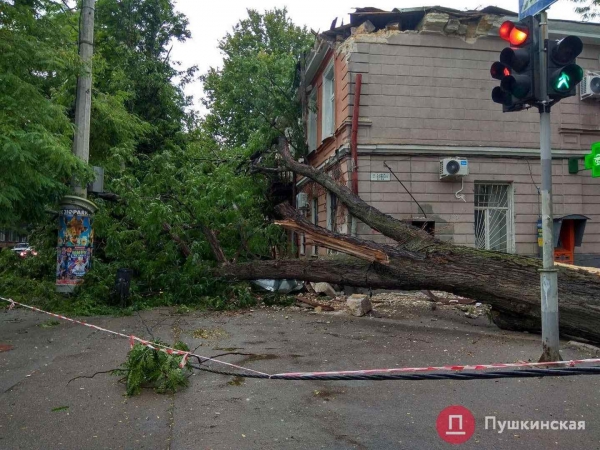 Город должен заплатить одесситу 95 тысяч гривен: это компенсация за упавшее на его машину дерево