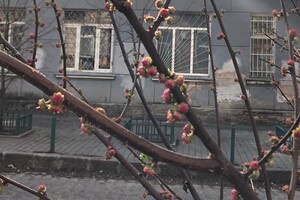 Ничто не остановит весну: в Одессе цветут сакуры и магнолии