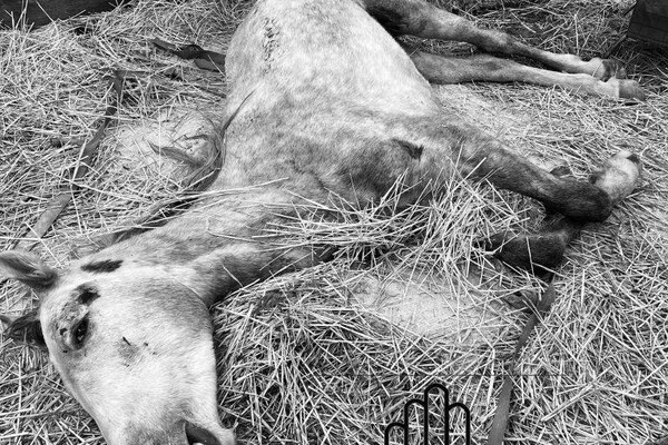Под Одессой женщина уморила лошадь голодом