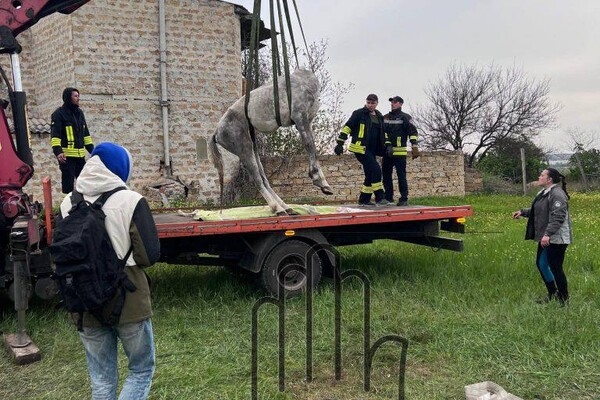 Под Одессой женщина уморила лошадь голодом