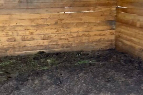Под Одессой женщина уморила лошадь голодом