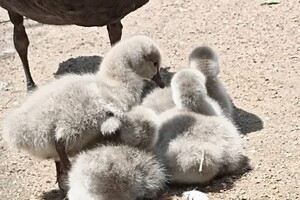 В Одесском зоопарке у пары черных лебедей появилось пополнение