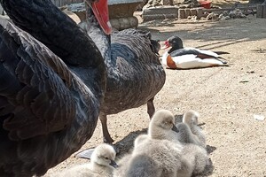 В Одесском зоопарке у пары черных лебедей появилось пополнение