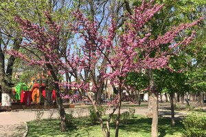 В Одессе цветет Иудино дерево: где полюбоваться