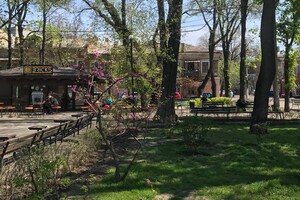 В Одессе цветет Иудино дерево: где полюбоваться