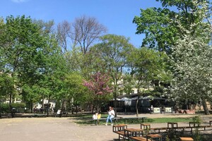 В Одессе цветет Иудино дерево: где полюбоваться