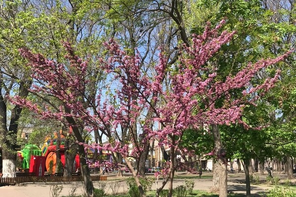 В Одессе цветет Иудино дерево: где полюбоваться
