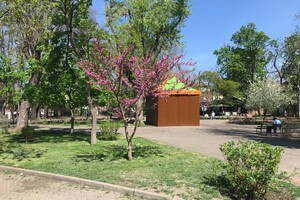 В Одессе цветет Иудино дерево: где полюбоваться