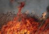Очередной дроновый удар по Одесчине: на двух островах горит камыш